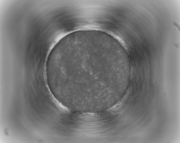X0000098131470200805080948
