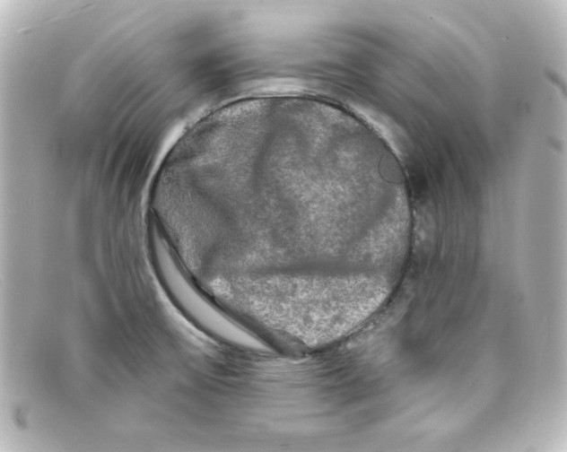 X0000098131475200805080948