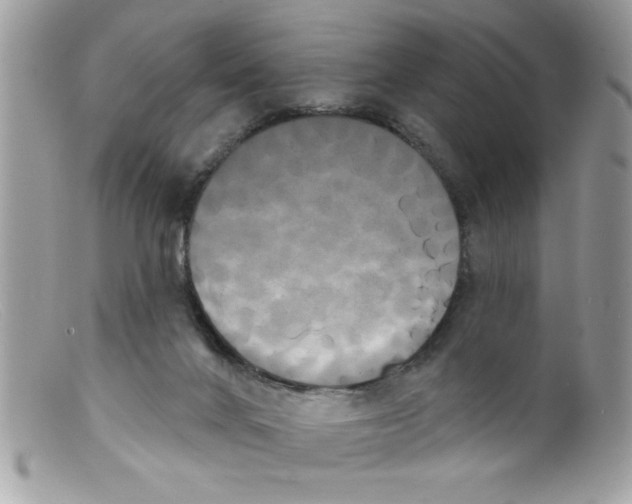 X0000098130024200805151126
