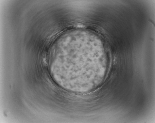 X0000098130043200805151126