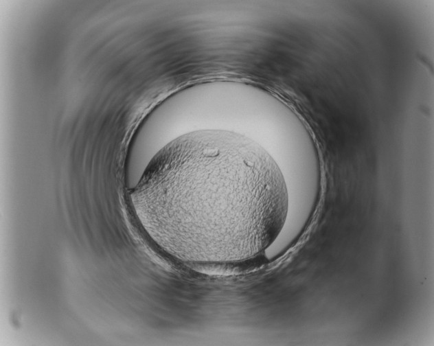 X0000098130049200805151125