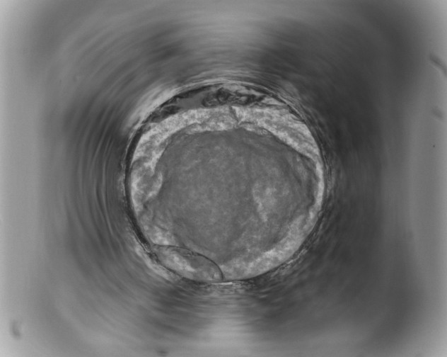 X0000098130050200805151125