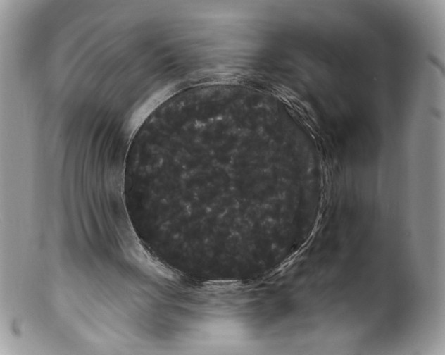 X0000098130051200805151125