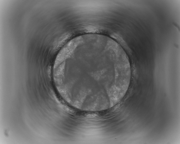 X0000098130066200805151125