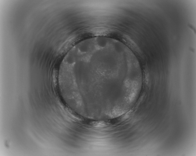 X0000098130074200805151125