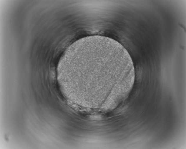 X0000098130085200805151126