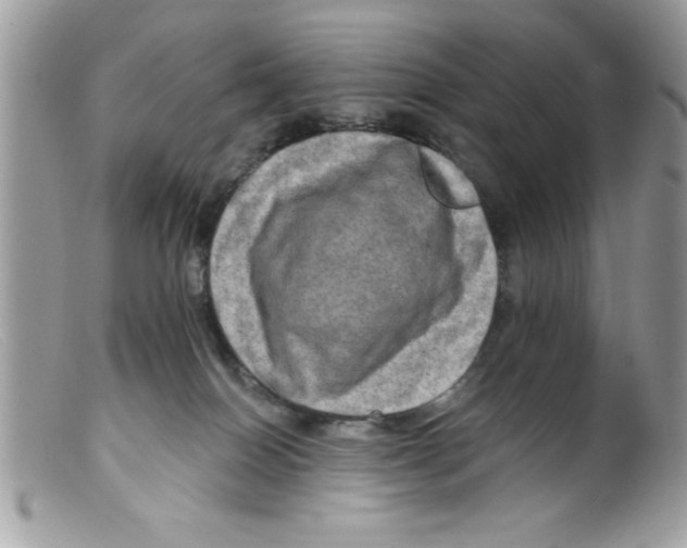 X0000098130086200805151126