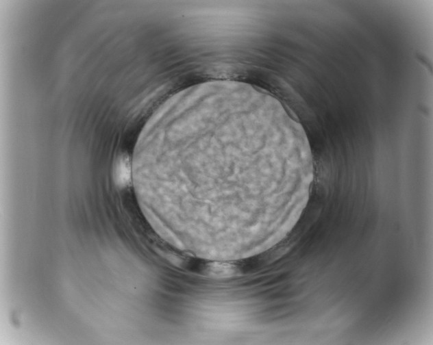 X0000098130095200805151126