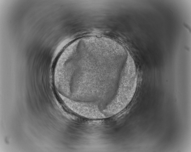 X0000098130102200805151125