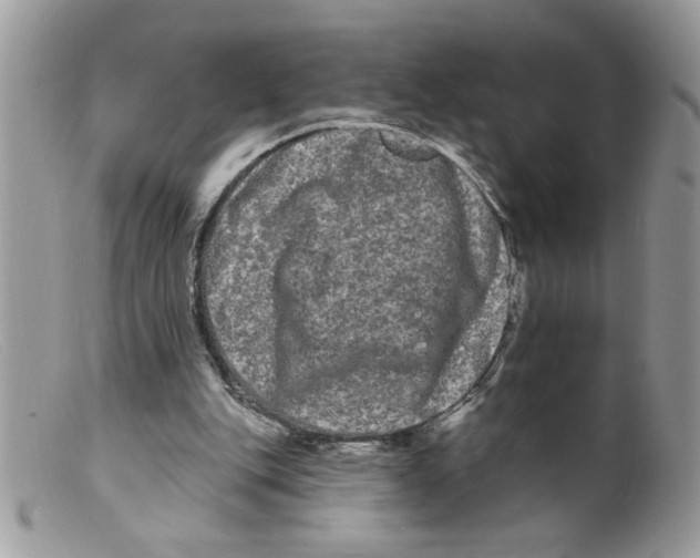 X0000098130151200805151124