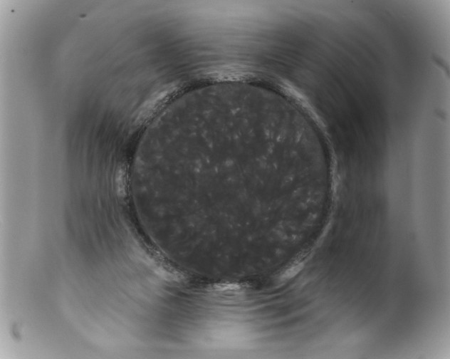X0000098130161200805151124