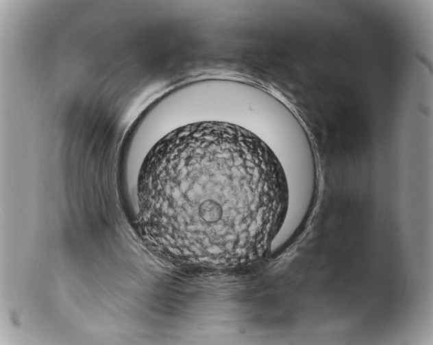 X0000098130199200805151124