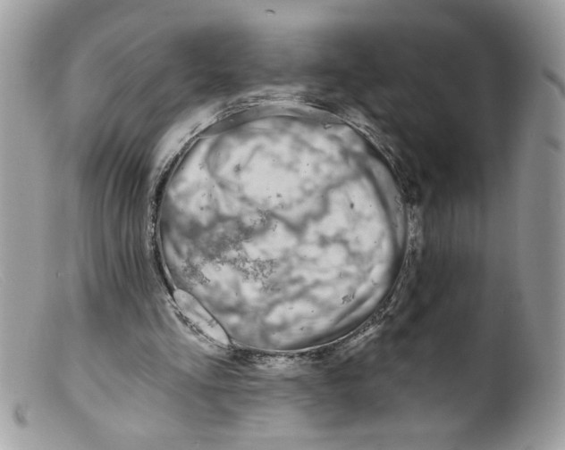 X0000098130293200805151122
