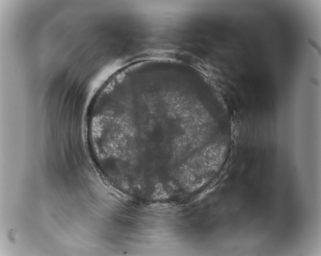 X0000098130294200805151122