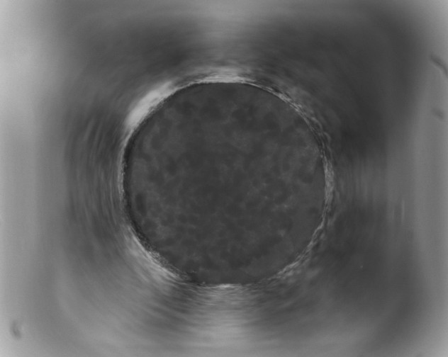 X0000098130296200805151122
