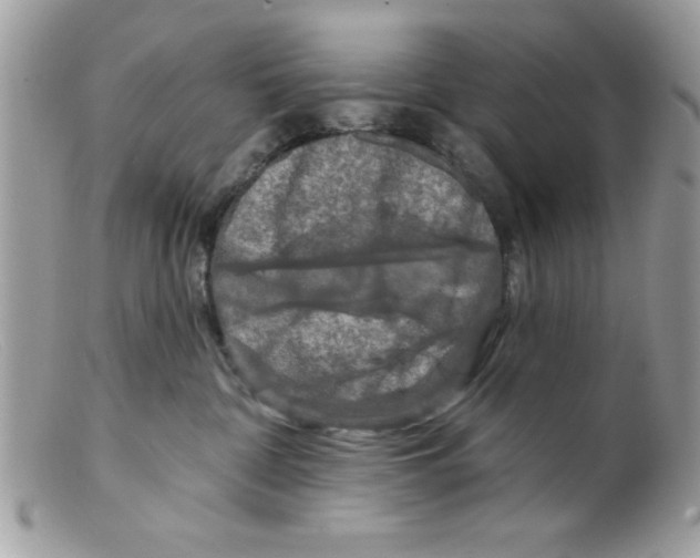 X0000098130332200805151121