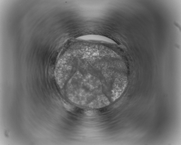 X0000098130336200805151121