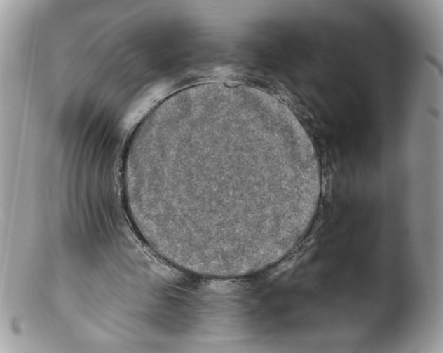 X0000098130341200805151121