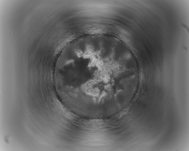 X0000098130353200805151121