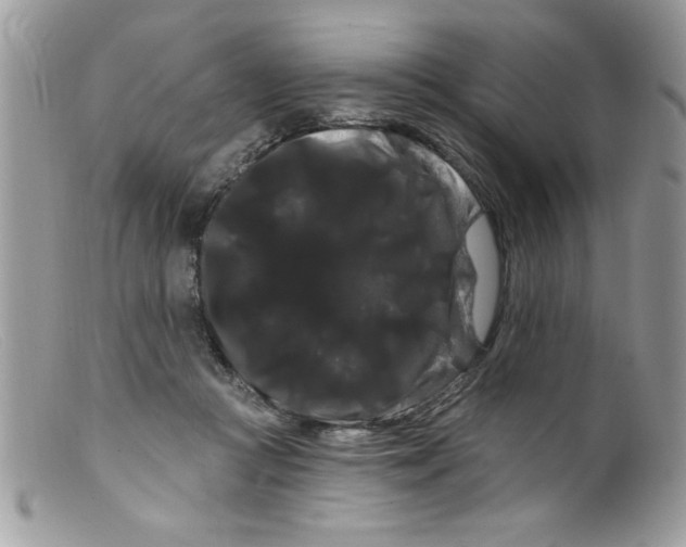 X0000098130361200805151121