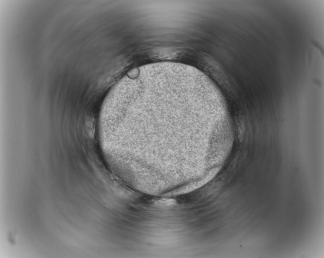 X0000098130374200805151121