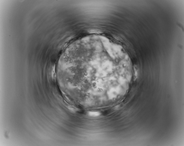 X0000098130376200805151121