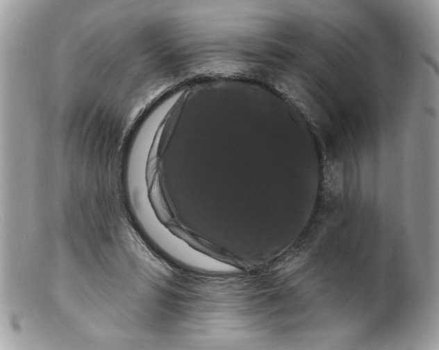 X0000098130399200805151120