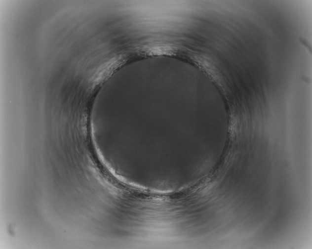 X0000098130402200805151120