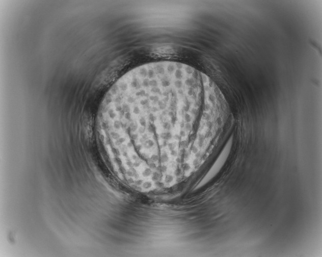X0000098130408200805151120