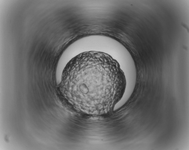 X0000098130415200805151120