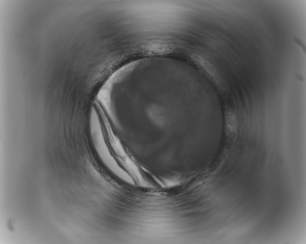 X0000098130451200805151120