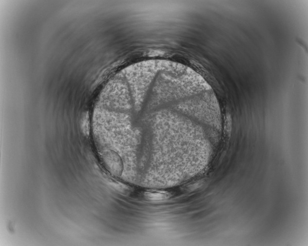 X0000098130510200805151119