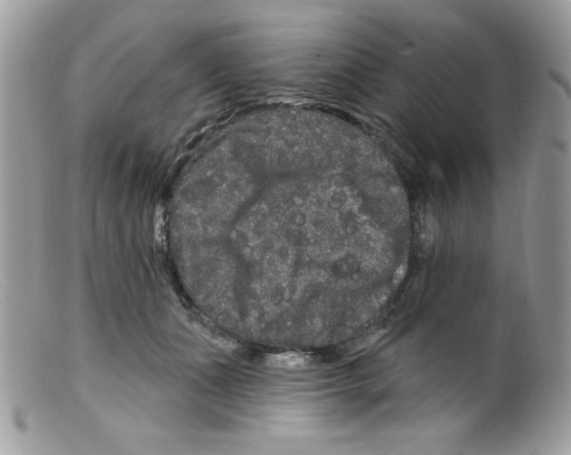 X0000098130511200805151119