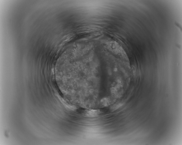 X0000098130527200805151119