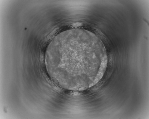 X0000098130565200805151118
