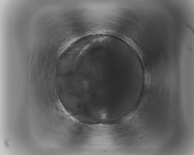 X0000098130577200805151118
