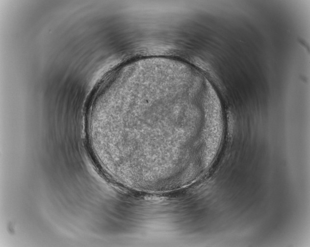 X0000098130582200805151118