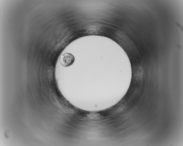 X0000098130603200805151117