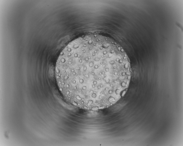 X0000098130623200805151117