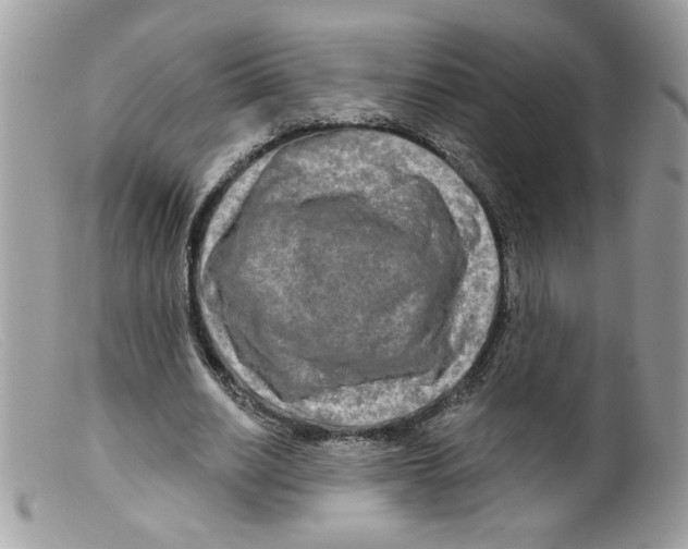 X0000098130630200805151116