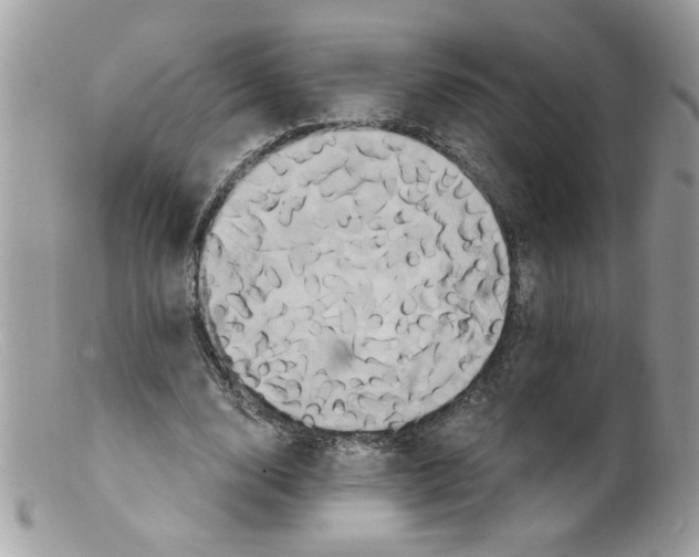 X0000098130632200805151116