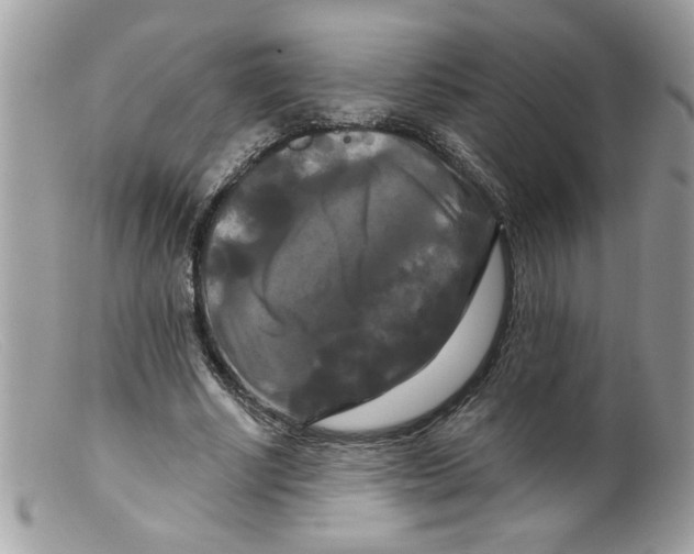X0000098130634200805151116