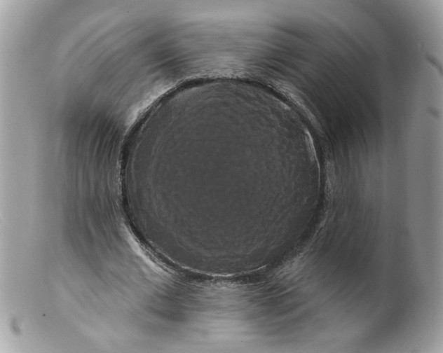 X0000098130677200805151116