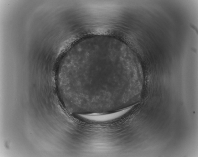 X0000098130688200805151116