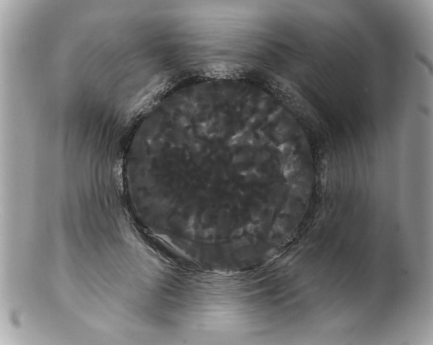 X0000098130696200805151116