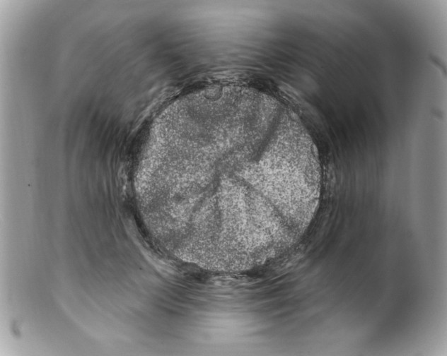 X0000098130703200805151116
