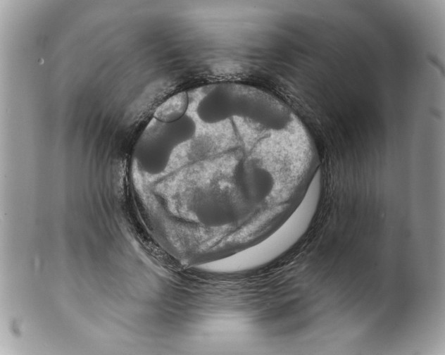 X0000098130742200805151115