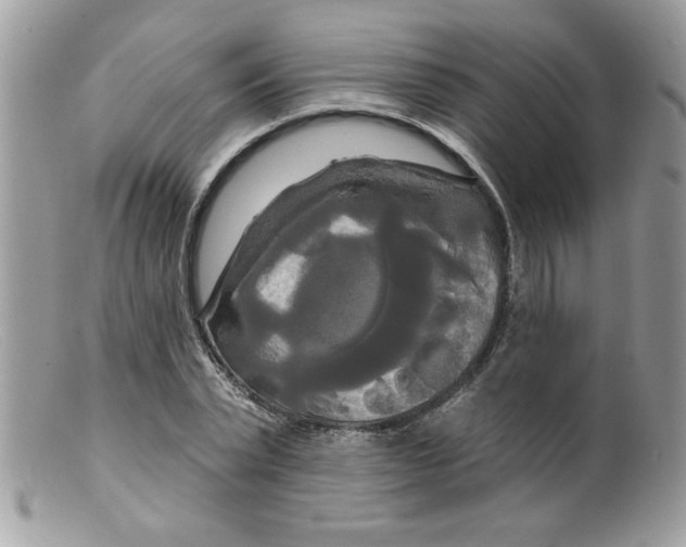 X0000098130783200805151115