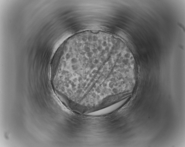 X0000098130804200805151114