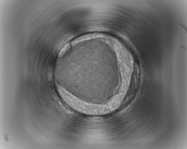 X0000098130833200805151114